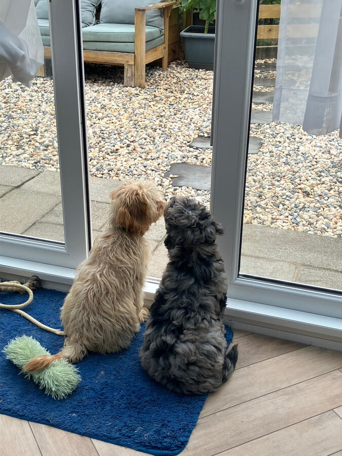 Bear and Thunder