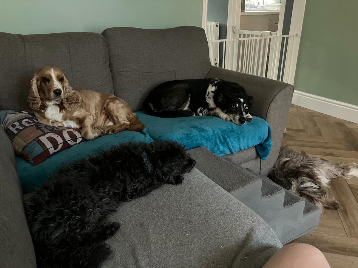 Daisy, Tess, Jazzy & Storm