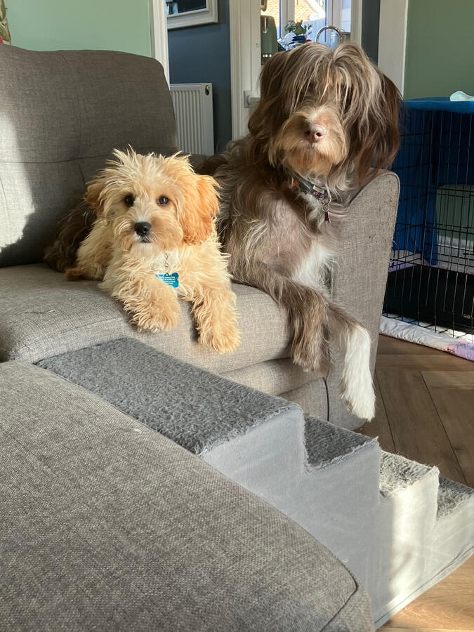 Bear and Storm