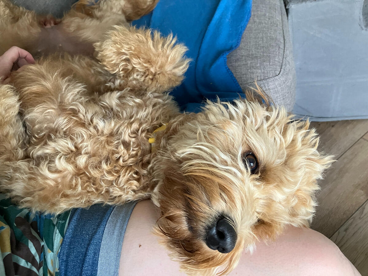 Maple