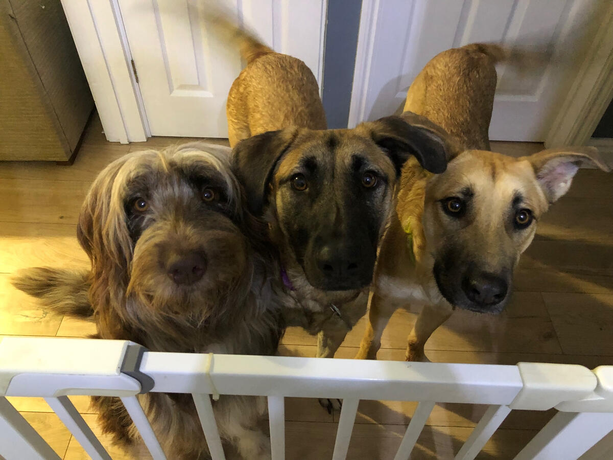 Storm, Nelly and Ella