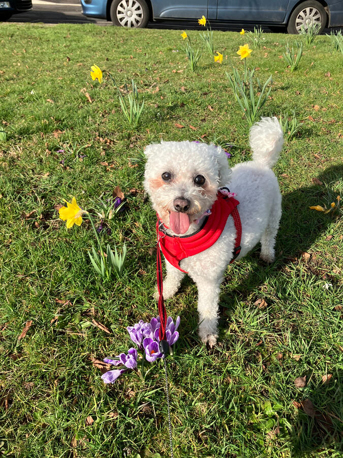 Poppy