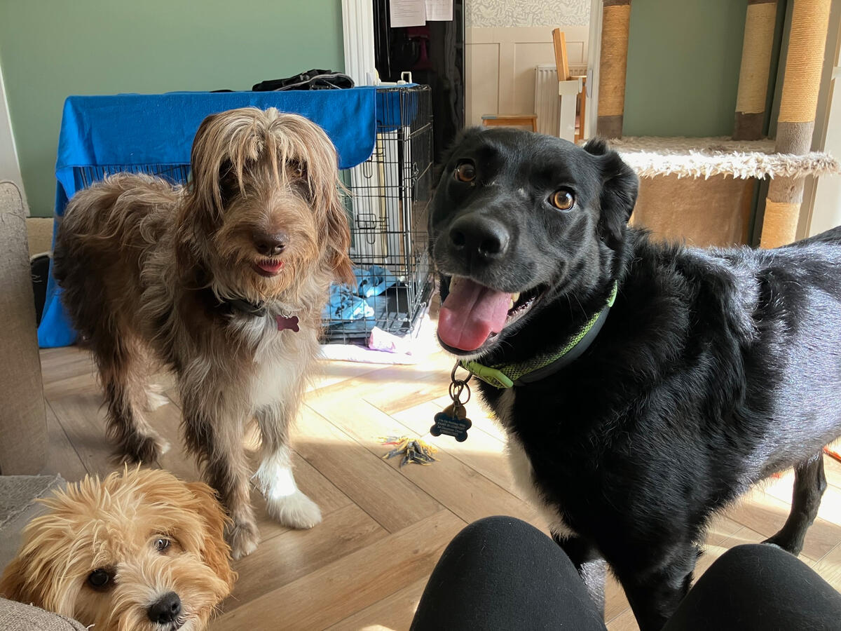 Bear, Storm and Stanley