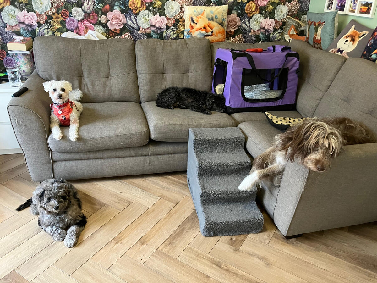 Poppy, Jazzy, Thunder and Storm