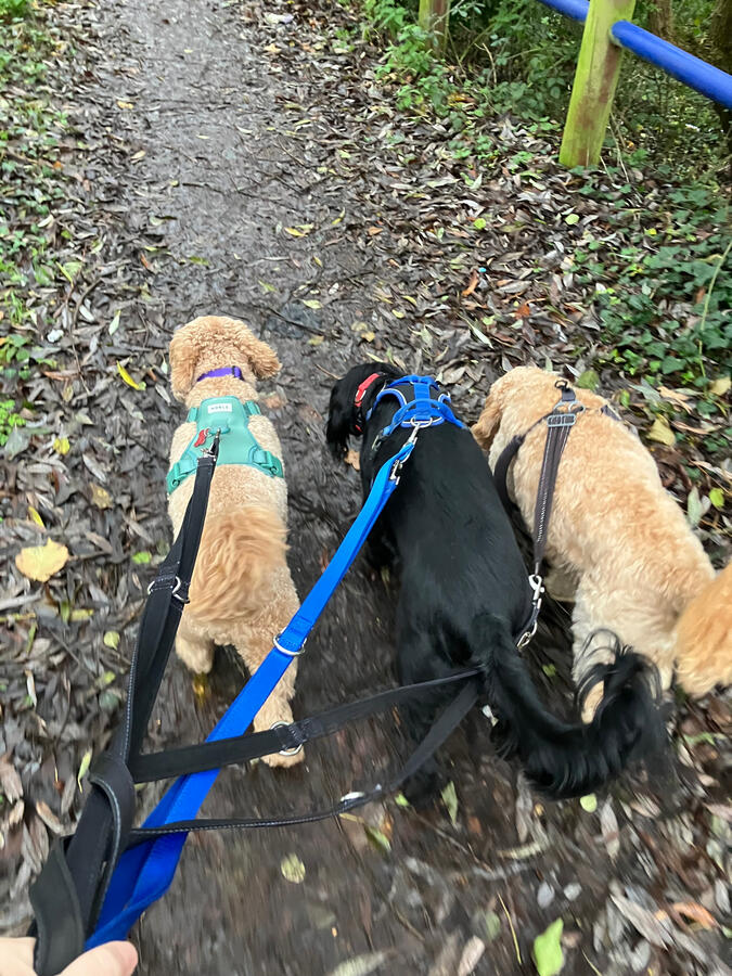 Leo, Jagger & Enzo