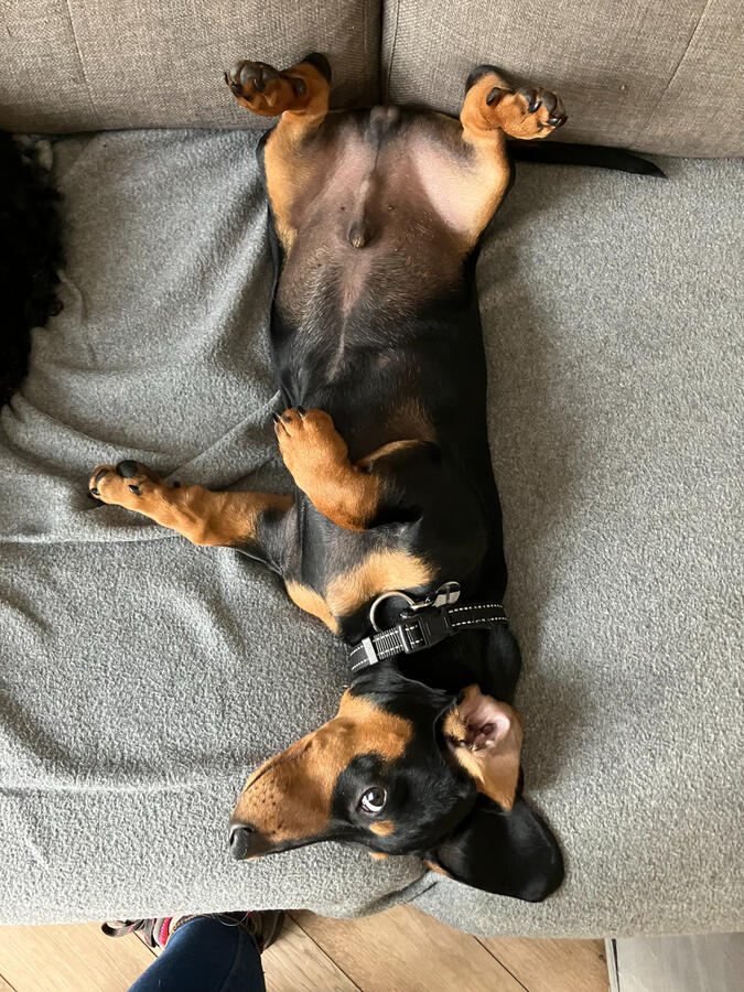 Zola