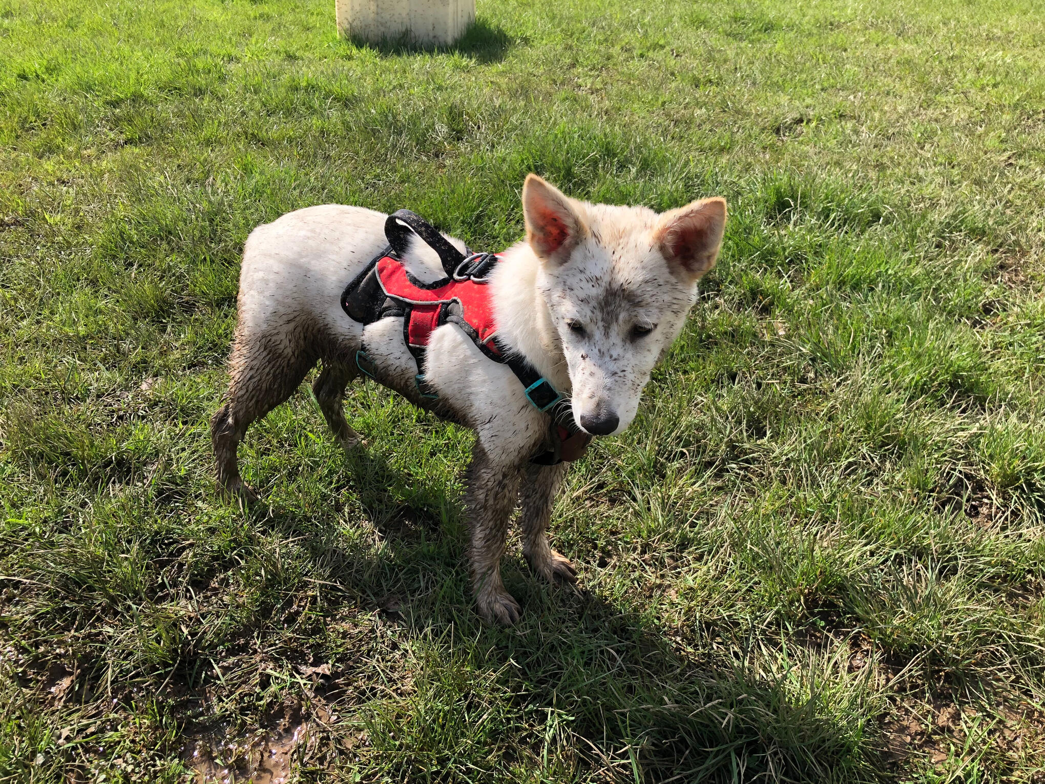 Popcorn | Paws in Comfort Home Boarding Southampton