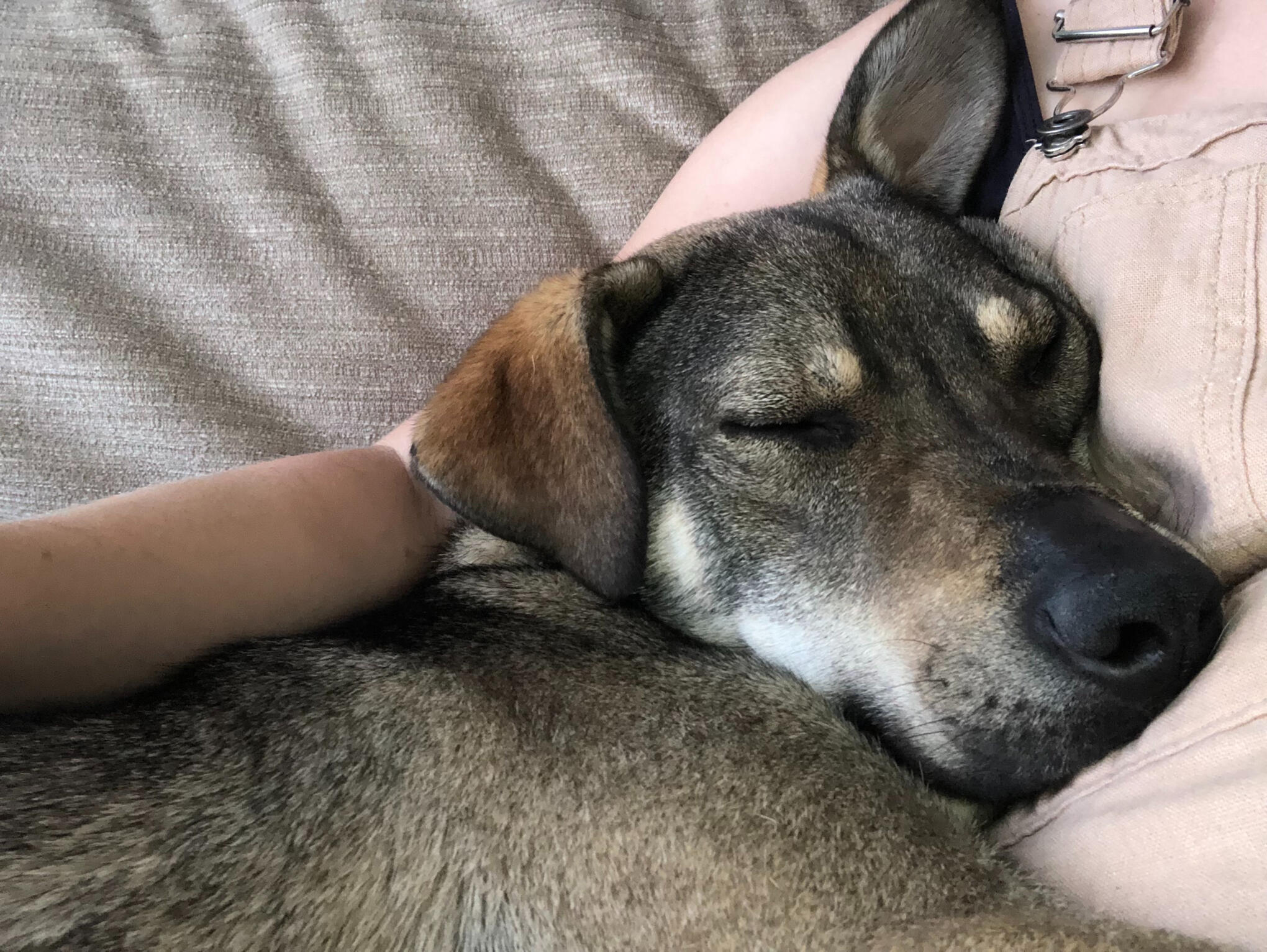 Billy | Paws in Comfort Home Boarding Southampton